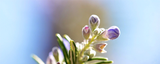 Lamkoteletts-Beilagen-Rosmarin-und-Gewürze