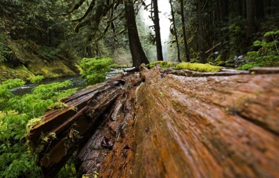 Brennholz-Schimmel-erkennen