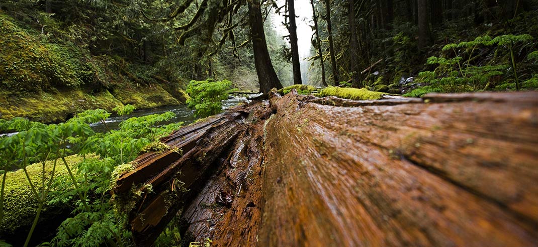 Brennholz-Schimmel-erkennen