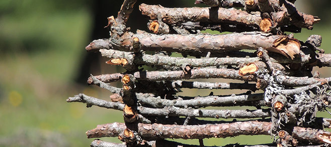 Brennholz-richtig-lagern