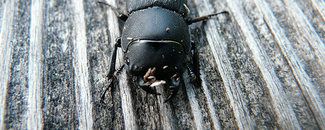 Holz-Schädlinge-Arten