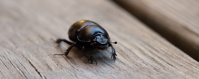 Holz-Schädlinge-Käfer