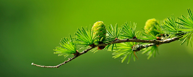 Holzverbrennung-Trocknung