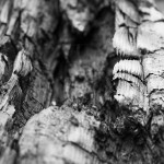 Fakten-über-Holzkohle