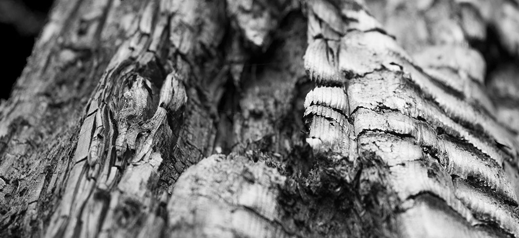 Fakten-über-Holzkohle