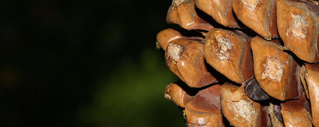 Tannenzapfen-als-Kamin-Deko