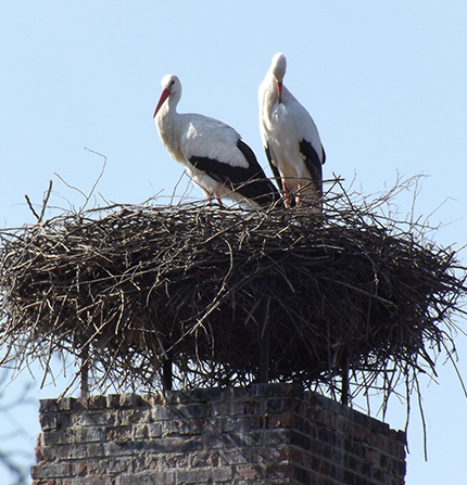 Voegel-auf-dem-Schornstein