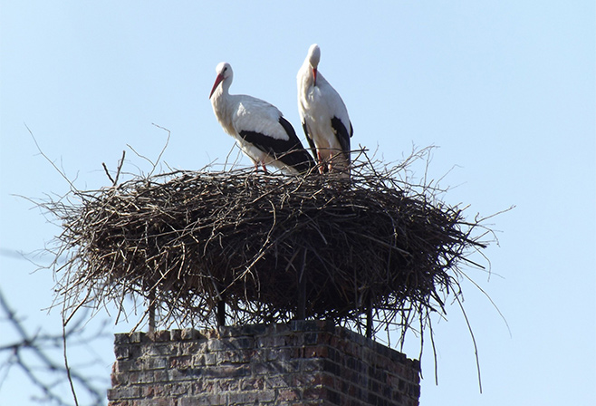 Voegel-auf-dem-Schornstein