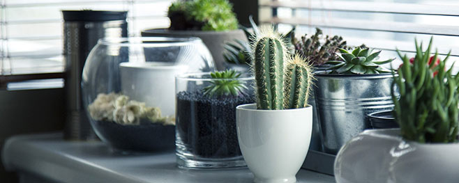 Kakteen-perfekt-fuer-Kamine