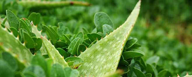 Sukkeulenten-trockenes-Klima