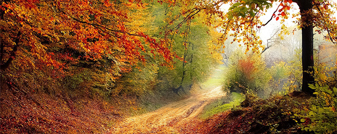 Brennholz-sammeln-im-Wald