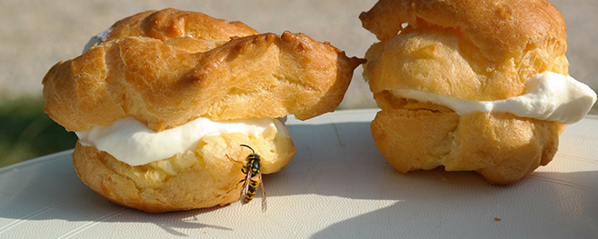 Hausmittel-gegen-Insekten