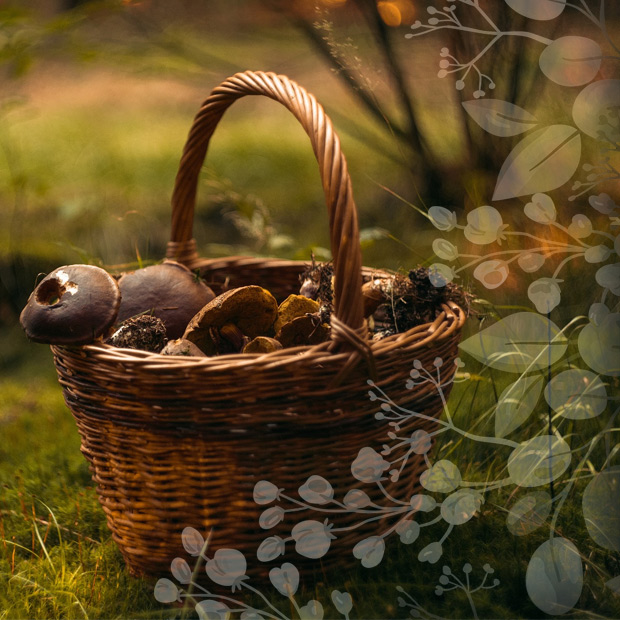 Grillgerichte mit Pilzen - Pilze sammeln