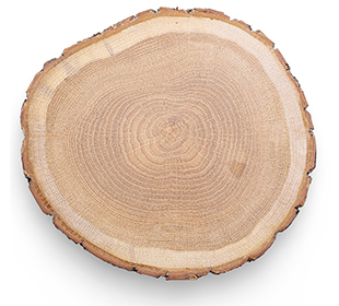 Baumscheibe Holz Querschnitt