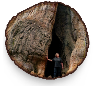 Holz: Frau unter Mammutbaum