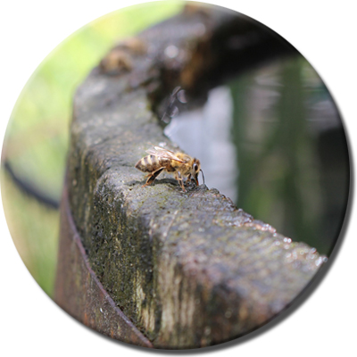 Ambientebild von Bienen am hölzernen Wasserfass