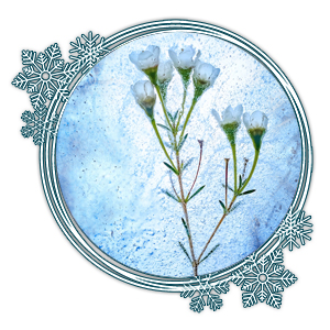 Blume eingefroren im Eis