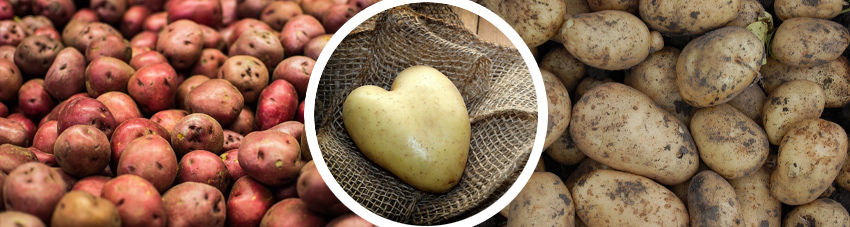 Bildfolge verschiedener Kartoffwelsorten