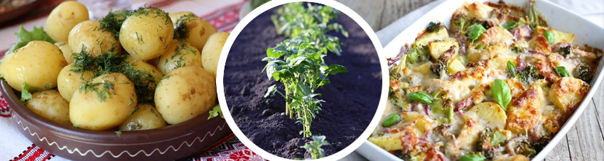 Bildfolge über bisherige Zubereitungsarten einer Kartoffel