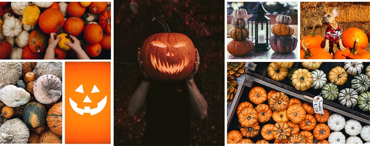 Collage viele Kurbissorten zum Kürbisgrillen