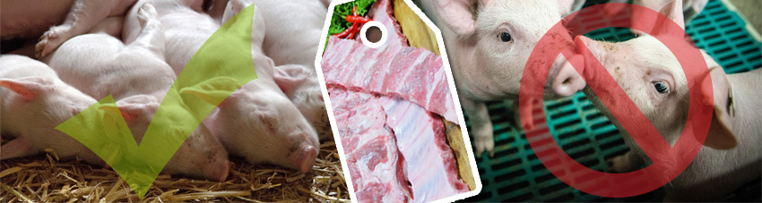 Alternative Tierhaltung bei Schweinen Strohboden vs. Spaltboden