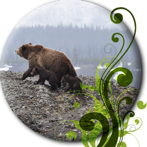 Bären in der Wildnis