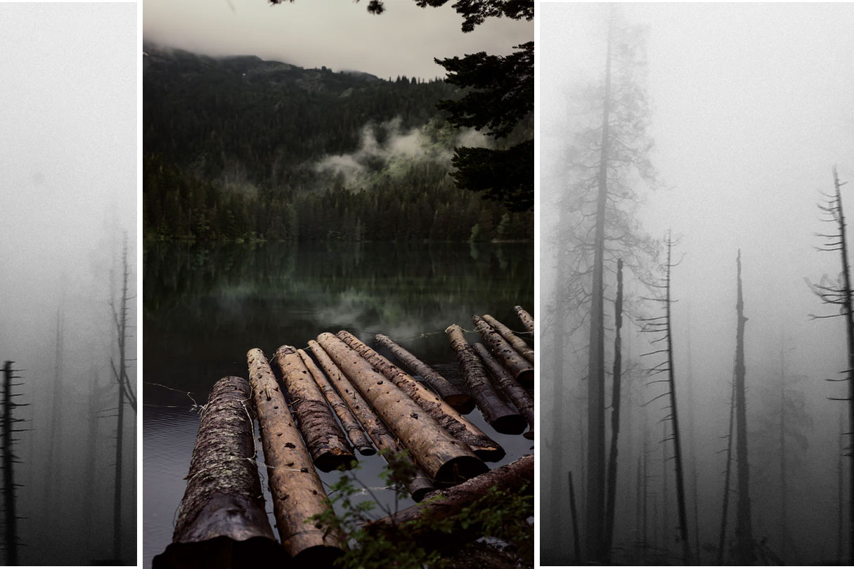 abgebrannter Wald im Nebel und Baumstämme im Fluss