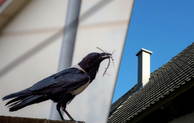 Dohle erspäht Nistplatz im Schornstein