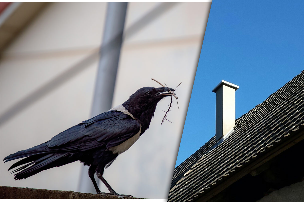Dohle erspäht Nistplatz im Schornstein