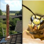 Hornisse vs. Edelstahlschornstein