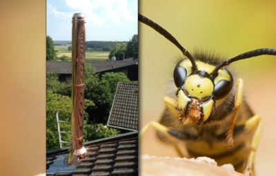 Hornisse vs. Edelstahlschornstein