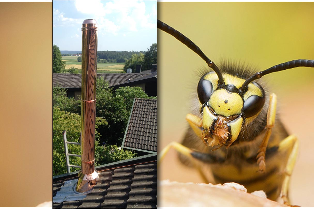 Hornisse vs. Edelstahlschornstein