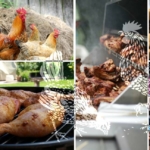 Titelbild_Pulled-Chicken_So-bereitest-du-das-gezupfte-Huehnchen-perfekt-auf-dem-Kugelgrill-zu