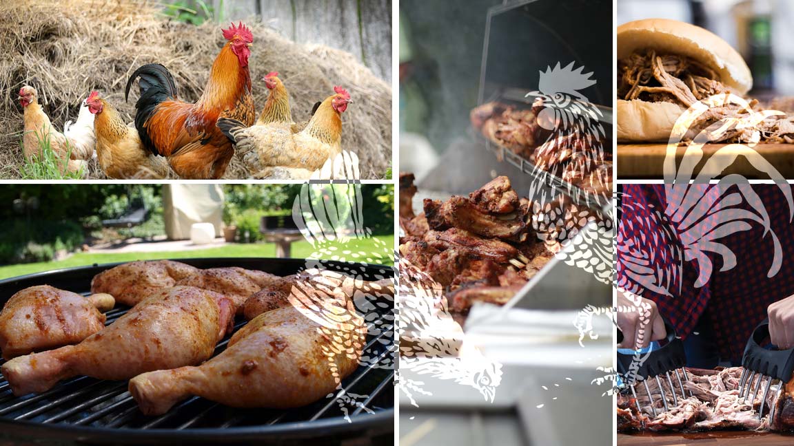 Titelbild_Pulled-Chicken_So-bereitest-du-das-gezupfte-Huehnchen-perfekt-auf-dem-Kugelgrill-zu
