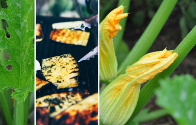 Zucchinipflanze und gegrillte Zucchini