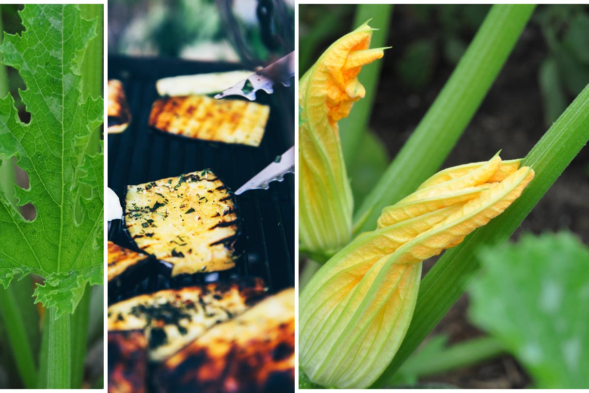 Zucchinipflanze und gegrillte Zucchini