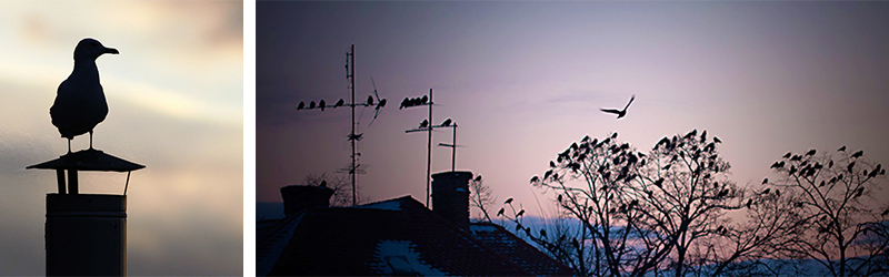 nistende-vögle-auf-dem-schornstein